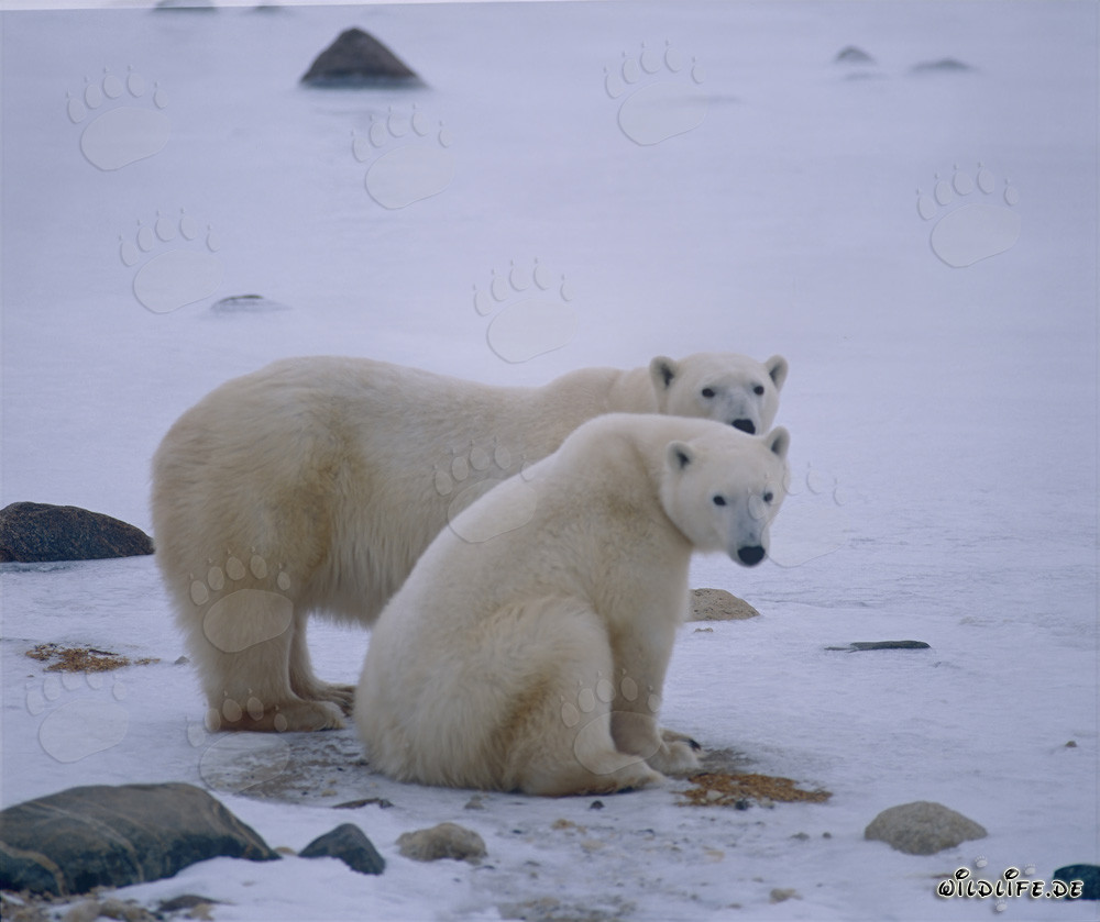 Ourse polaire majestueuse avec son ourson dans la nature arctique