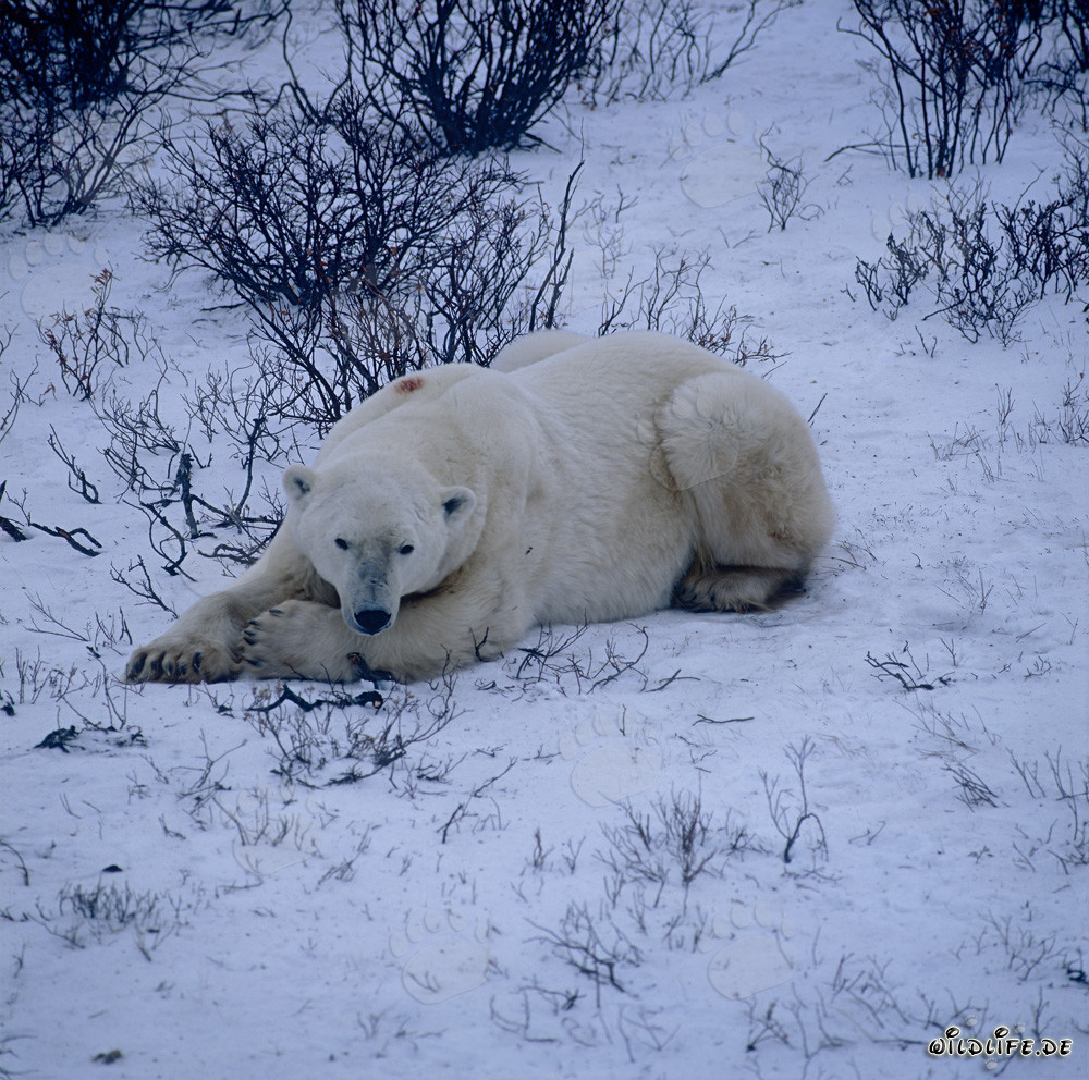 Maestoso orso polare riposa nella tundra gelida