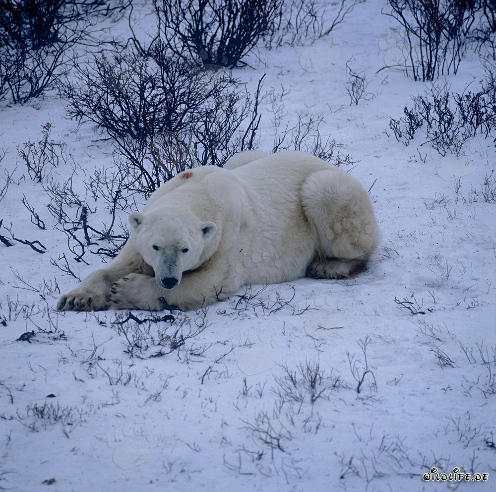 Majestic Polar Bear Resting in the Icy Tundra