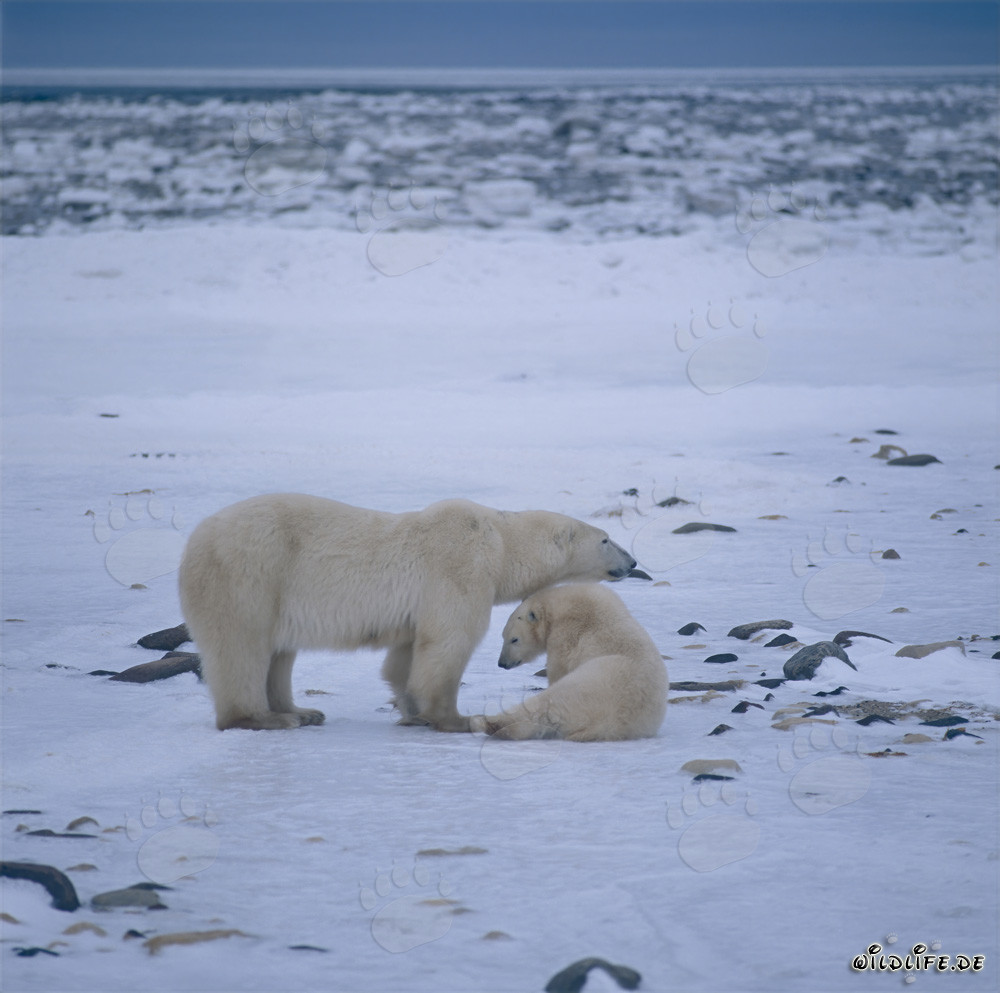 Majestic Polar Bears in the Arctic
