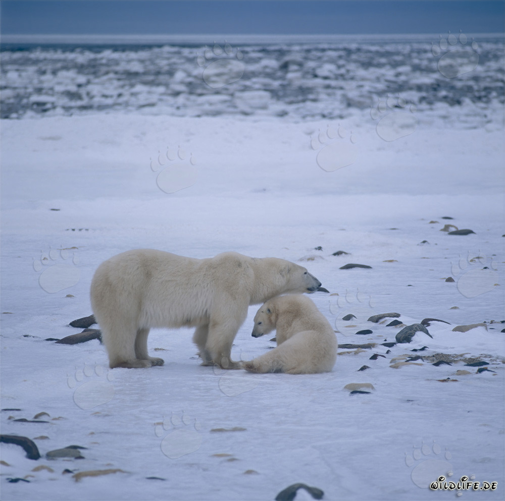 Ours polaires majestueux dans l'Arctique