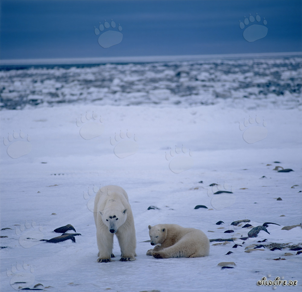 Majestic Polar Bears in the Endless Arctic