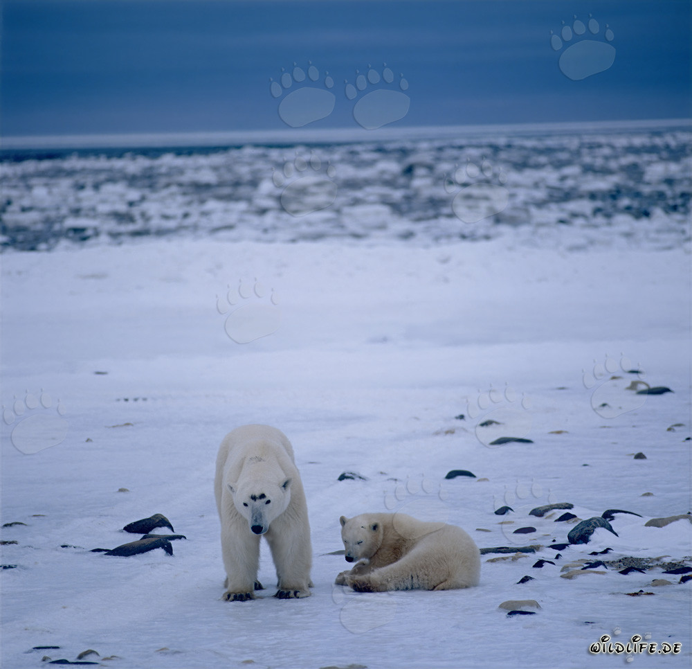 Ours polaires majestueux dans l'Arctique infini