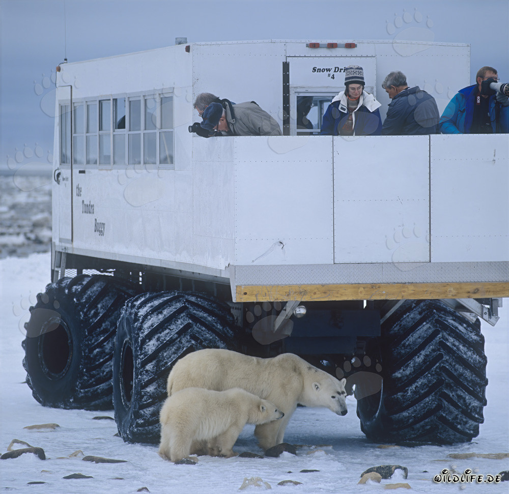 Majestätische Eisbären unter dem Tundra Buggy beobachten