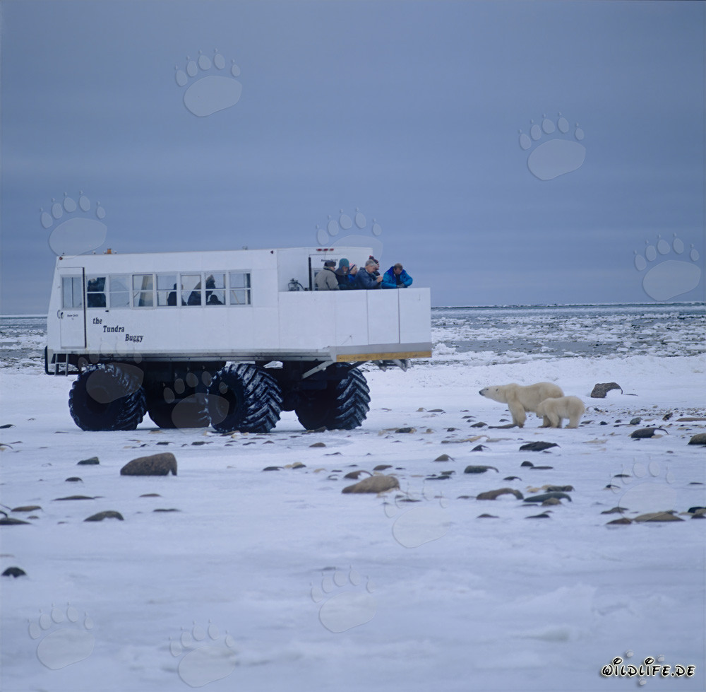 Osos polares y Tundra Buggy en la salvaje tundra ártica de Canadá
