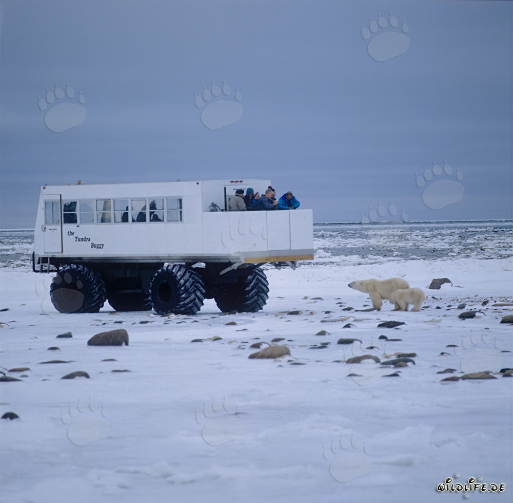 Polar Bears and Tundra Buggy in the Arctic Wilderness of Canada