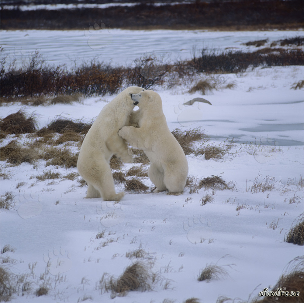 Fighting Polar Bears in the Hudson Bay