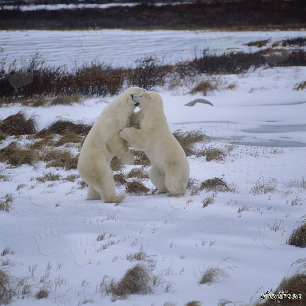 Kämpfende Eisbären in der Tundra