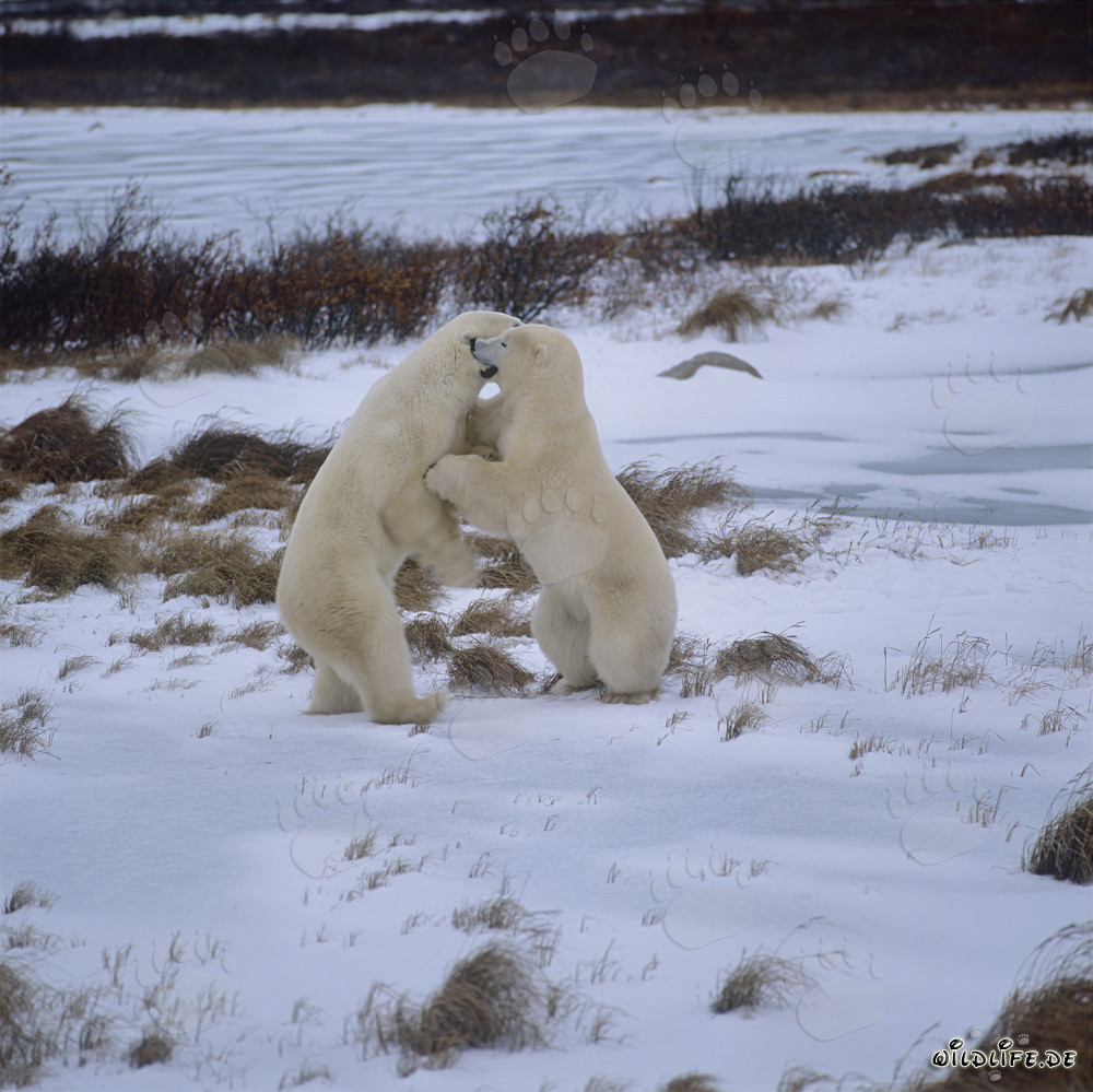 Orsi polari combattenti nella tundra