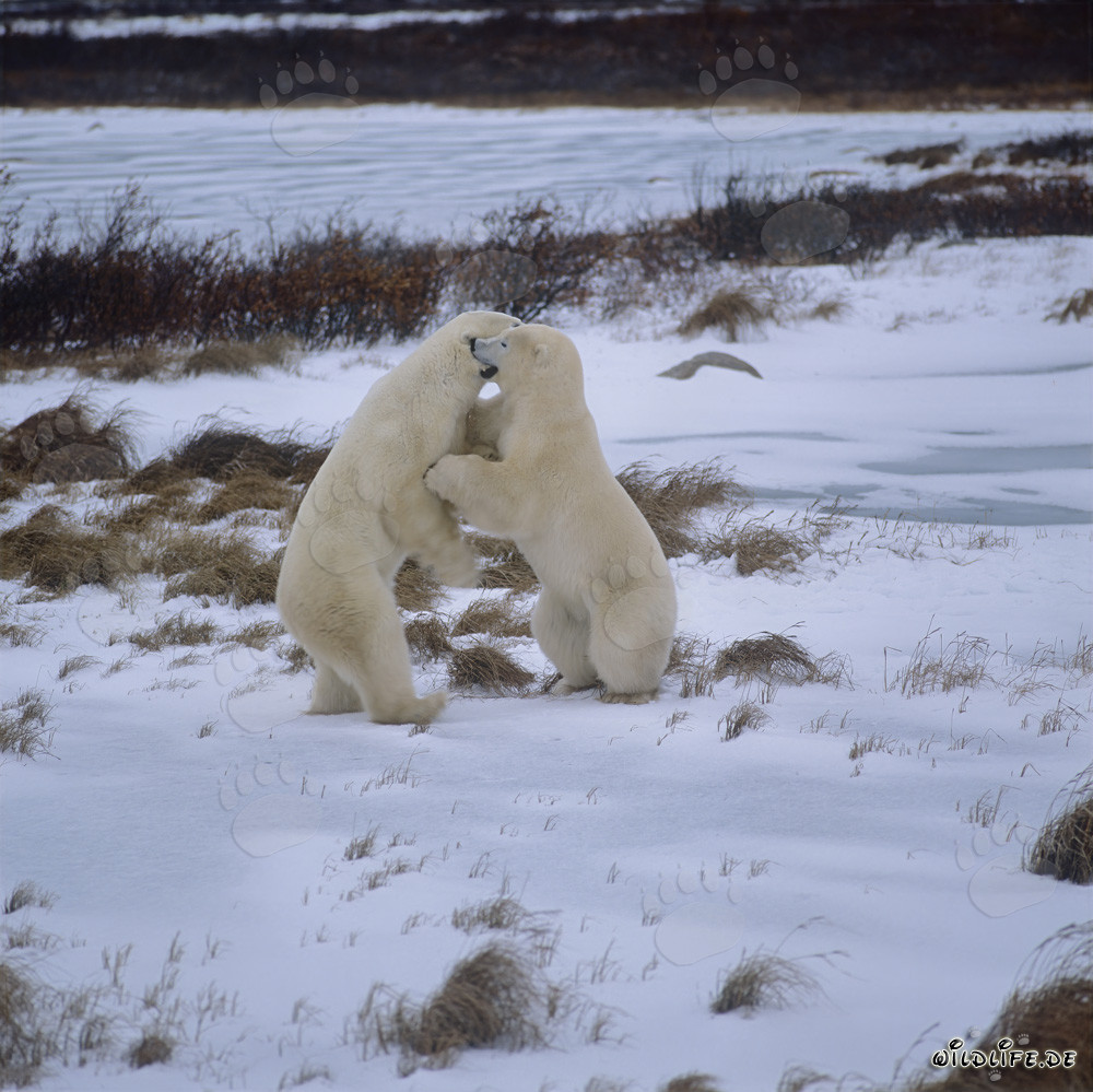 Ours polaires combattants dans la toundra