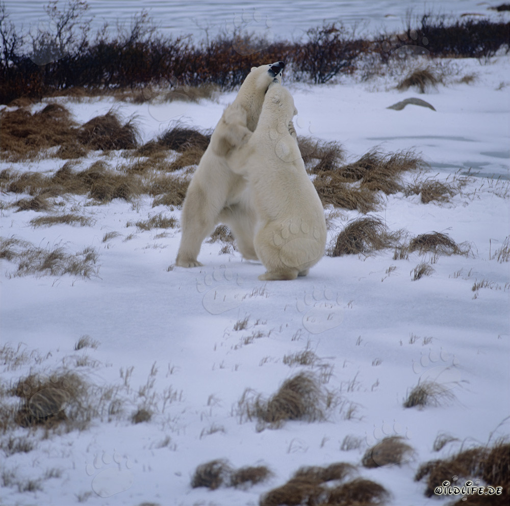 Ours polaires combattants dans la toundra