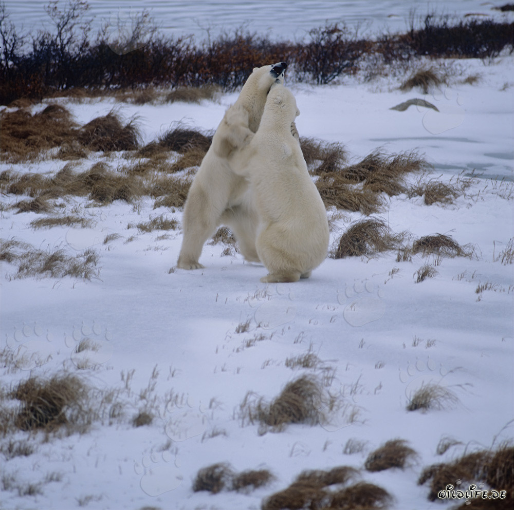 Fighting Polar Bears in the Hudson Bay