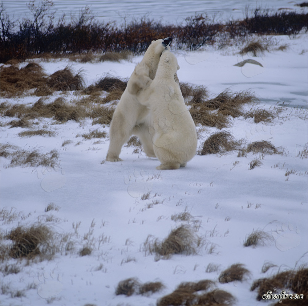 Orsi polari combattenti nella tundra