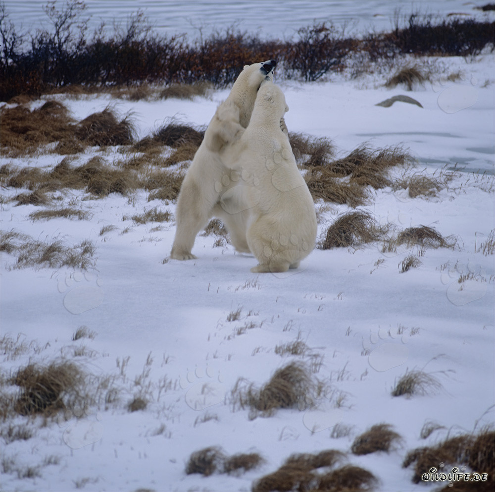 Osos polares luchando en la tundra