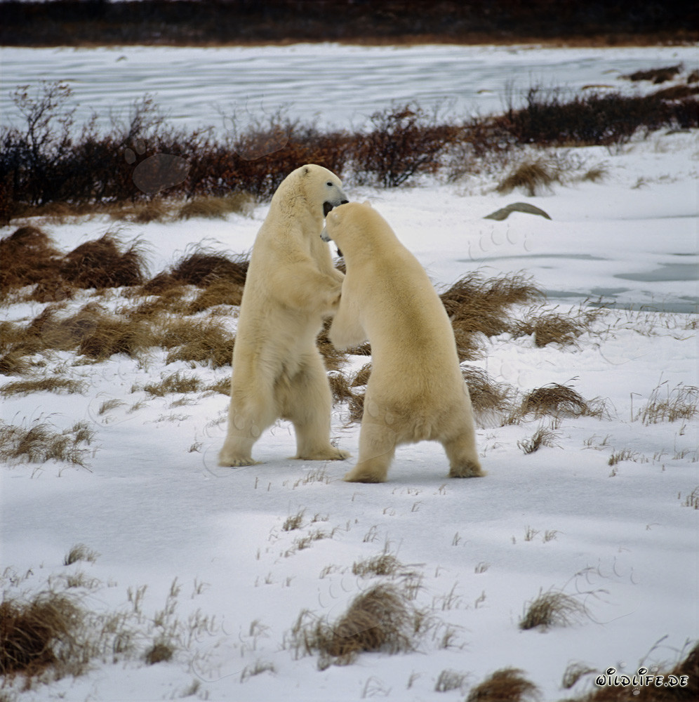 Fascinating shot of fighting Polar Bears in the Hudson Bay