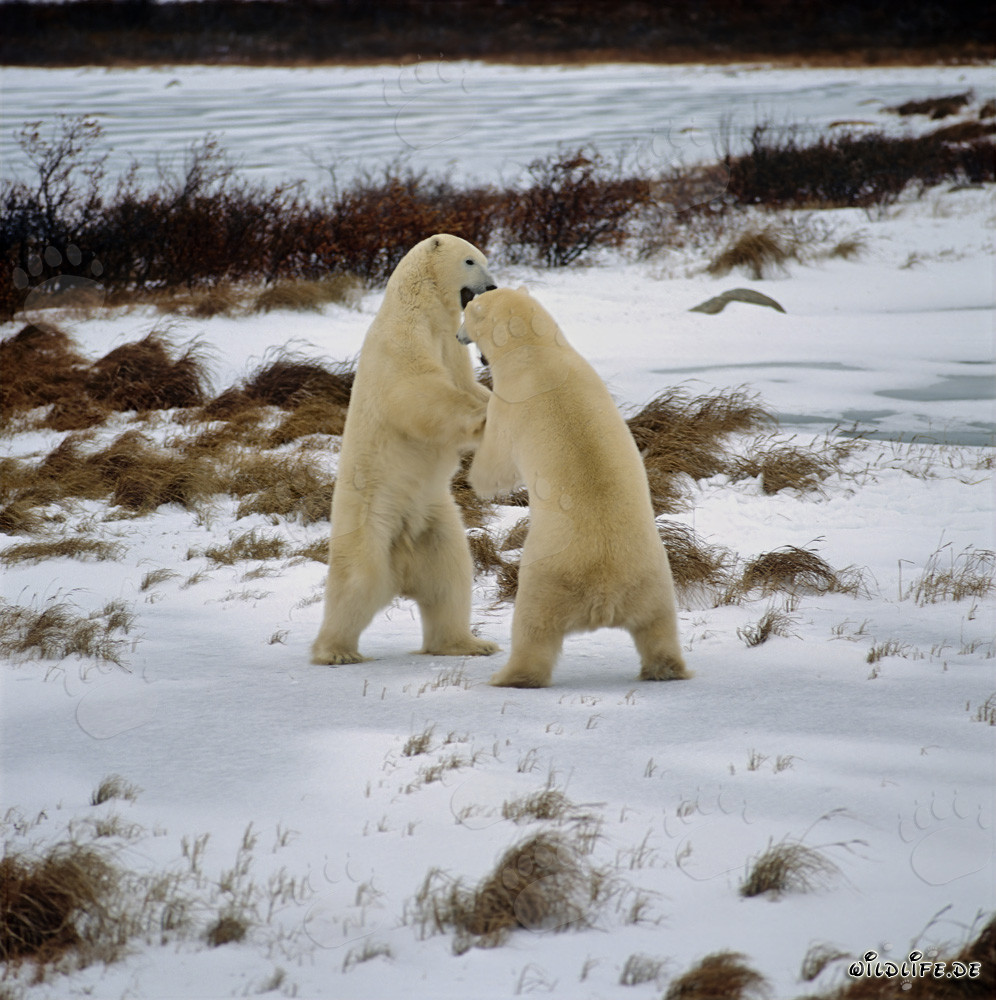 Faszinierende Aufnahme von kaempfenden Eisbaeren in der Hudson Bay