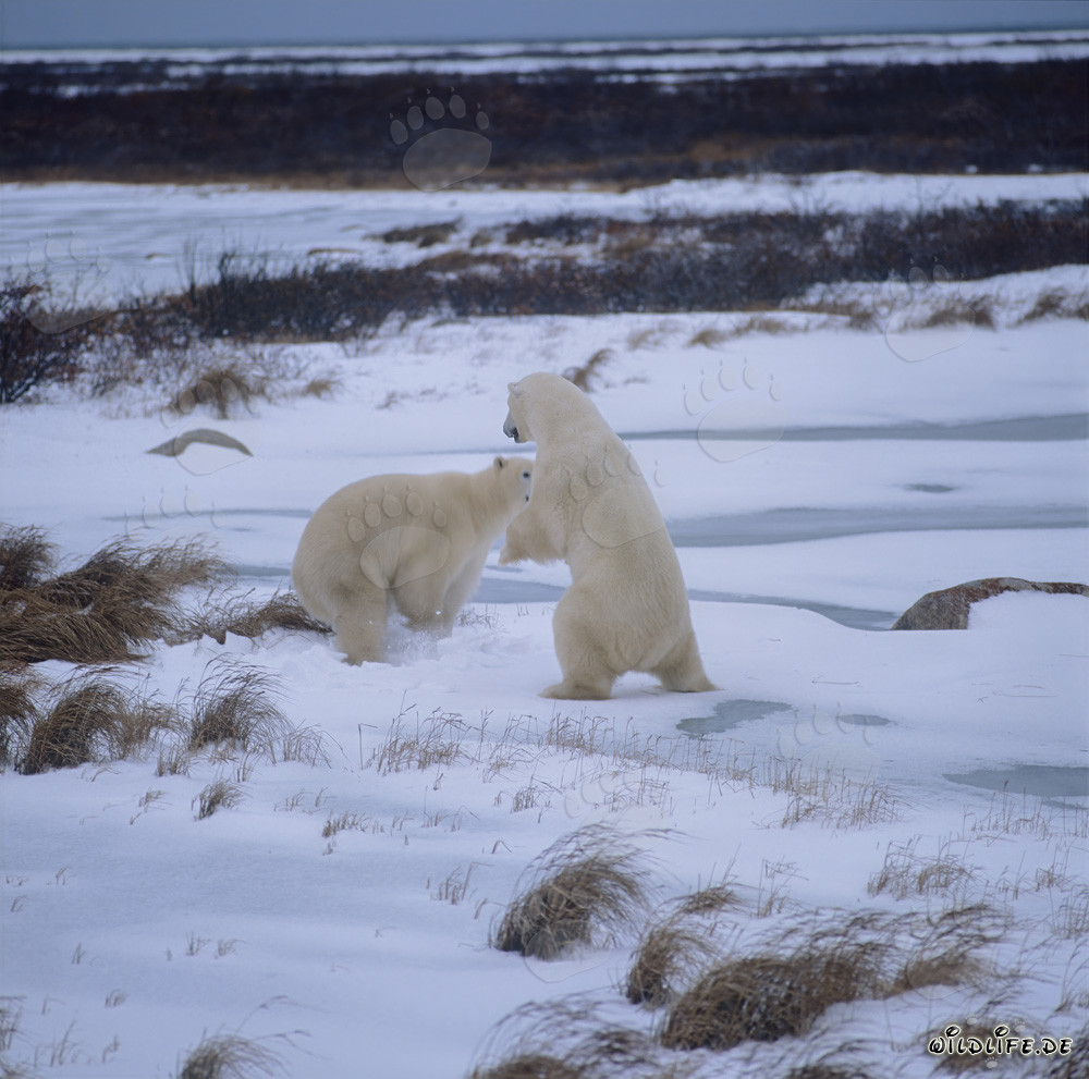 Ours polaires combattants dans la baie d'Hudson