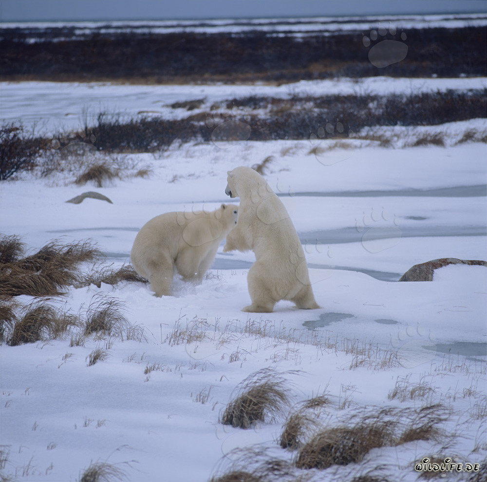 Fighting Polar Bears in the Hudson Bay