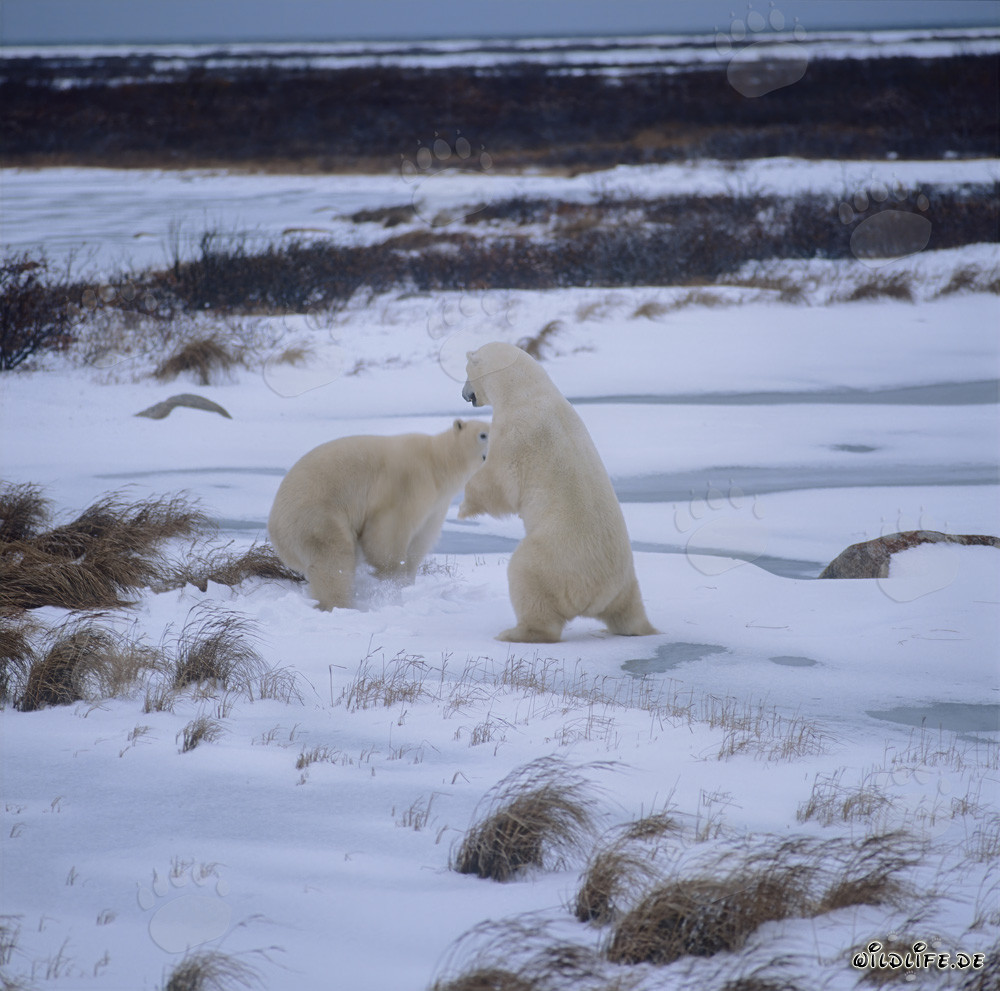 Kämpfende Eisbären in der Hudson Bay