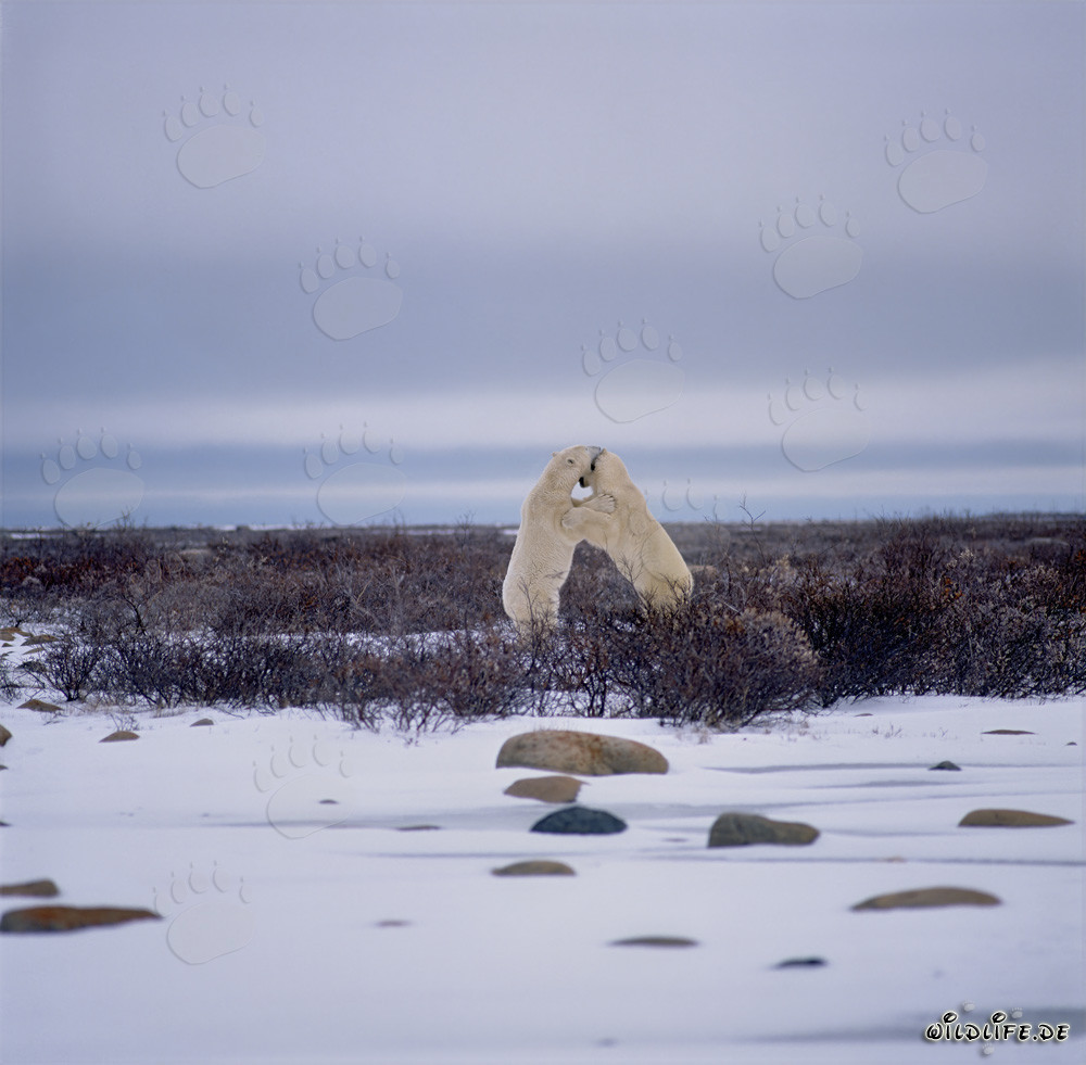Thrilling Scene: Fighting Polar Bears in the Icy Tundra