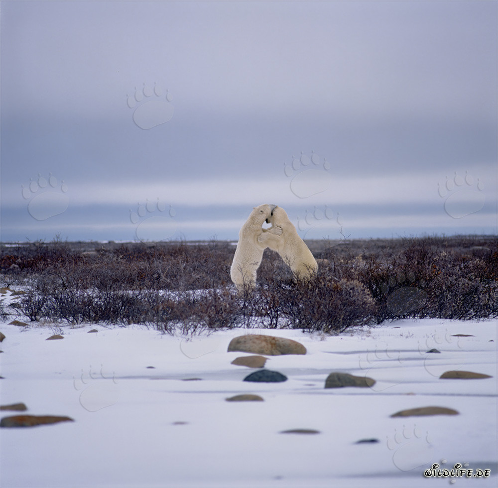 Escena emocionante: Osos polares luchando en la tundra helada