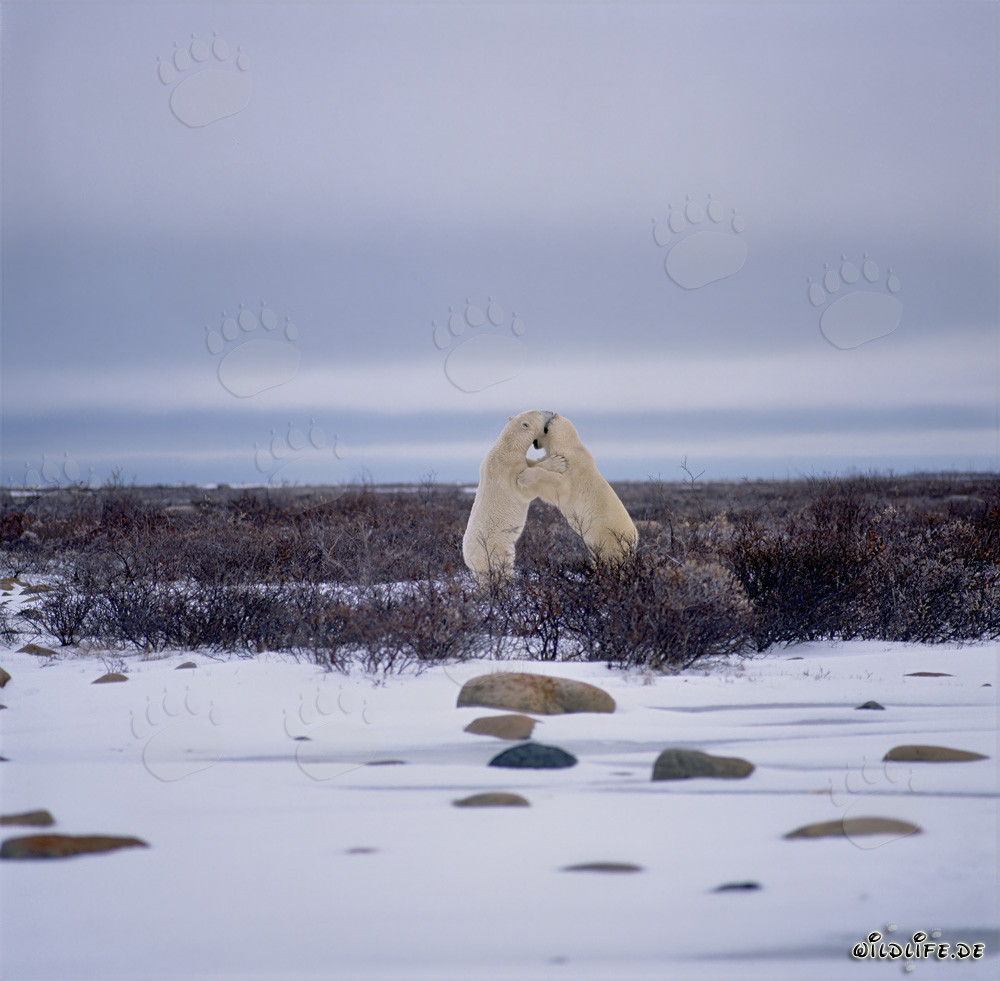Scène captivante : Ours polaires se battant dans la toundra glaciale