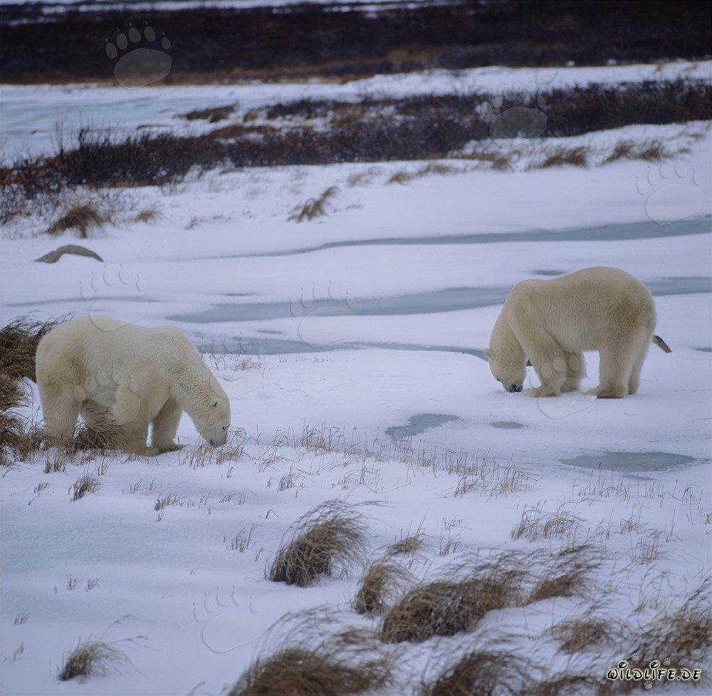Zwei majestätische Eisbären in der unberührten Tundra von Manitoba