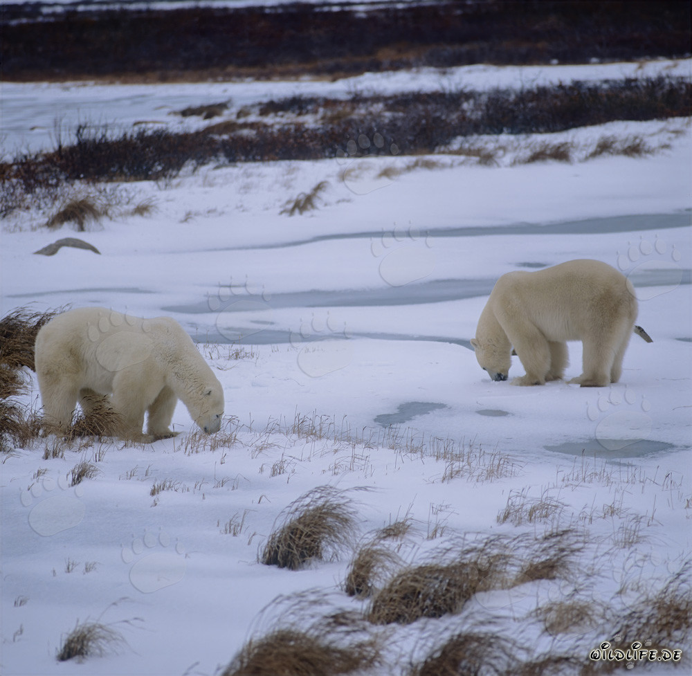 Due maestosi orsi polari nella tundra incontaminata del Manitoba