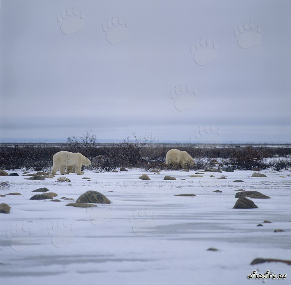 Deux majestueux ours polaires dans la toundra arctique
