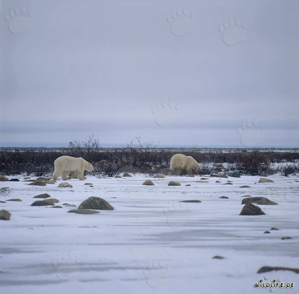 Dos majestuosos osos polares en la tundra ártica