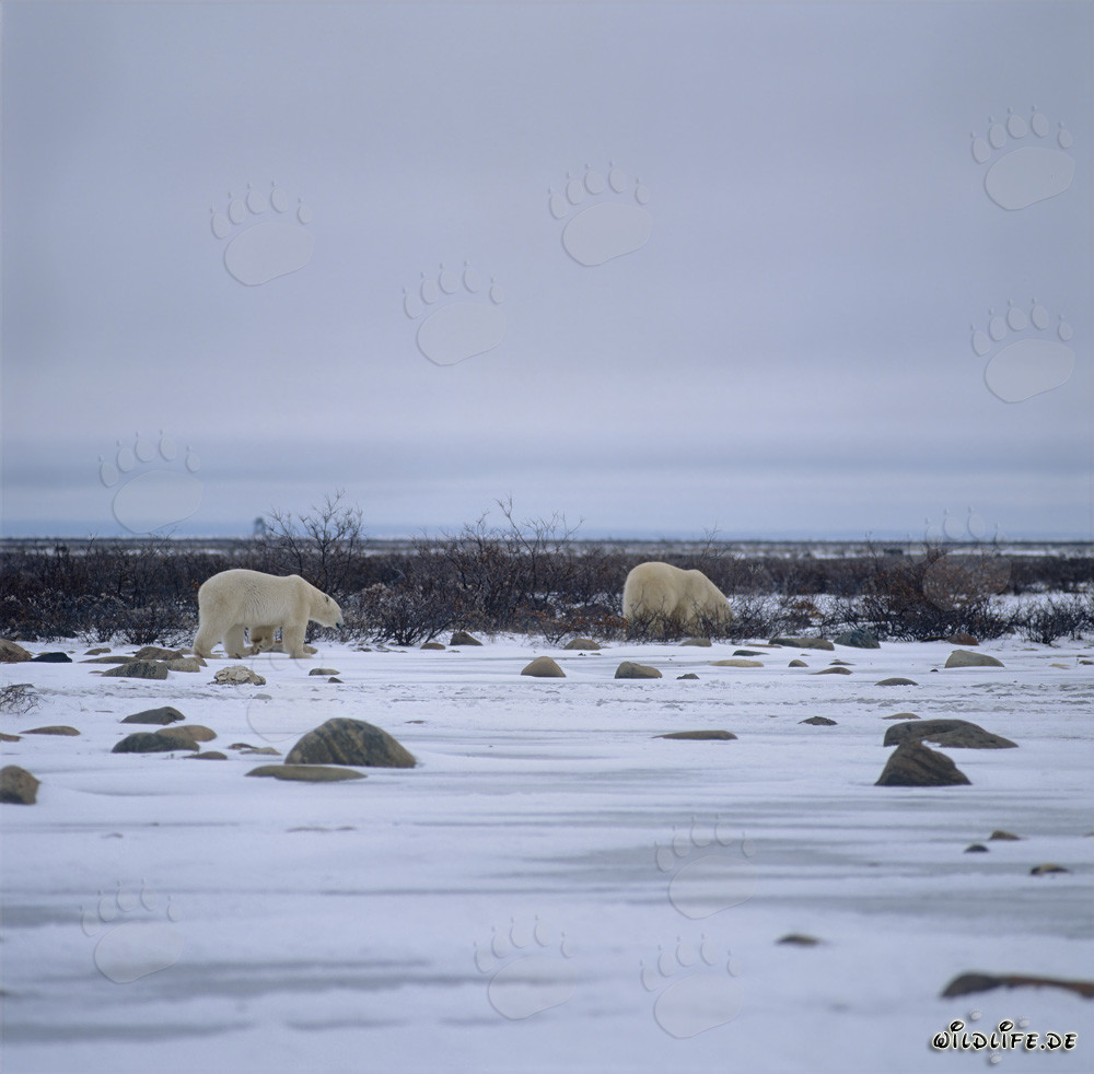 Two majestic Polar Bears in the Arctic tundra