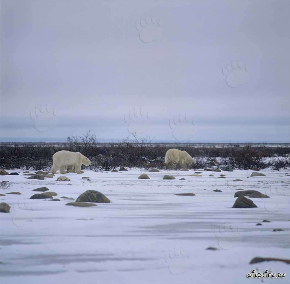 Zwei majestätische Eisbären in der arktischen Tundra