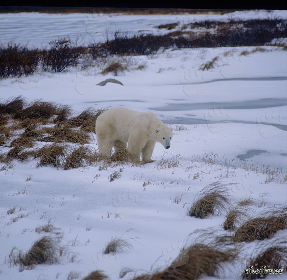 Majestic Polar Bear on the move in the Arctic Tundra