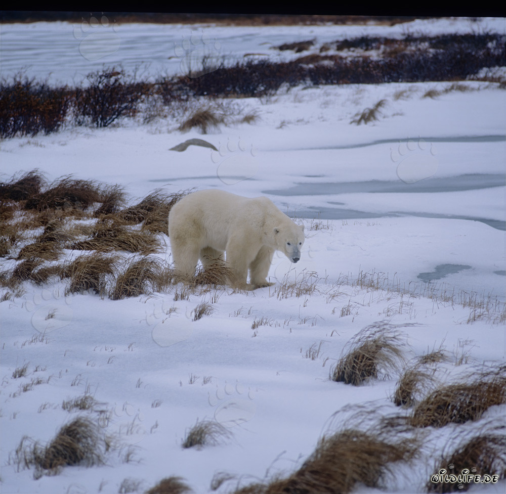 Oso polar majestuoso en la tundra ártica
