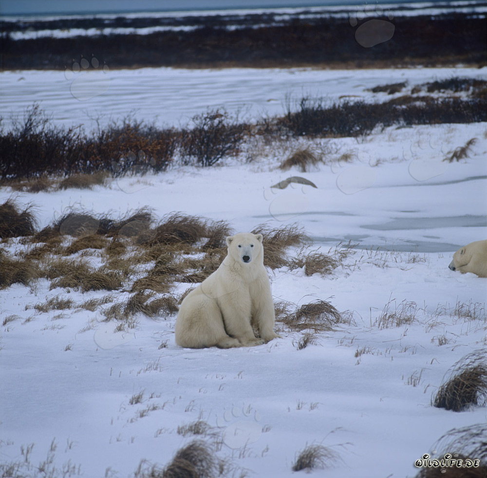 Majestätische Eisbären in der Hudson Bay