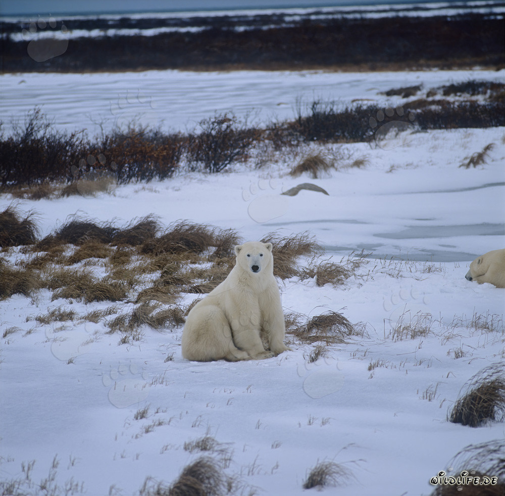 Ours polaires majestueux dans la baie d'Hudson