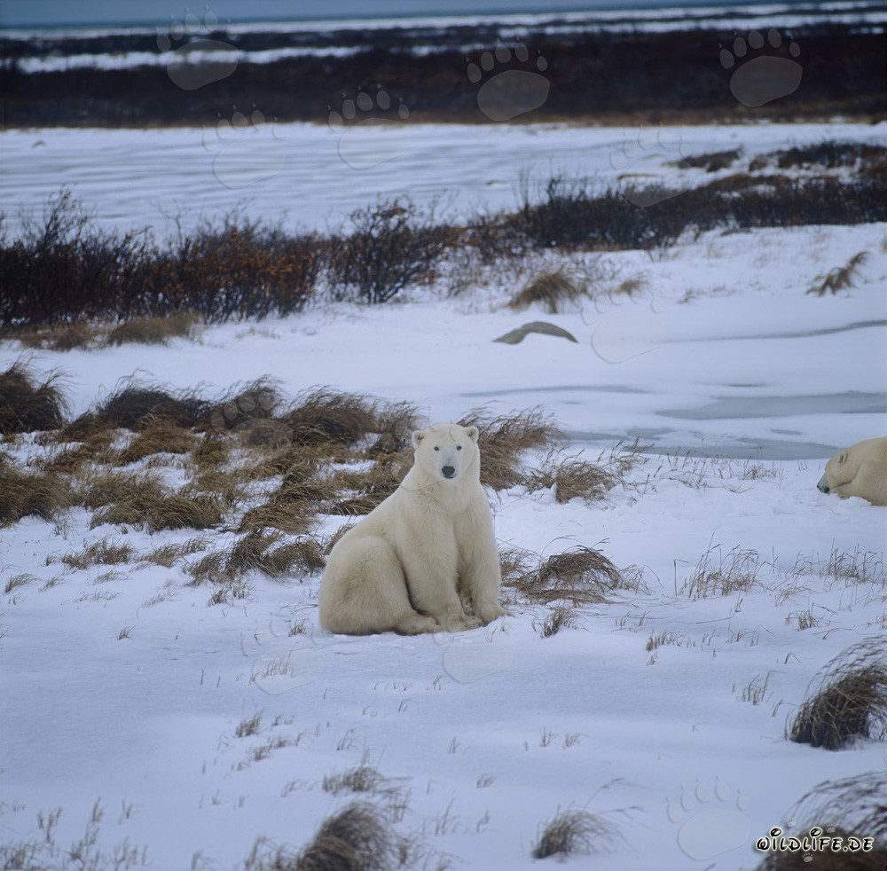 Majestic Polar Bears in the Hudson Bay