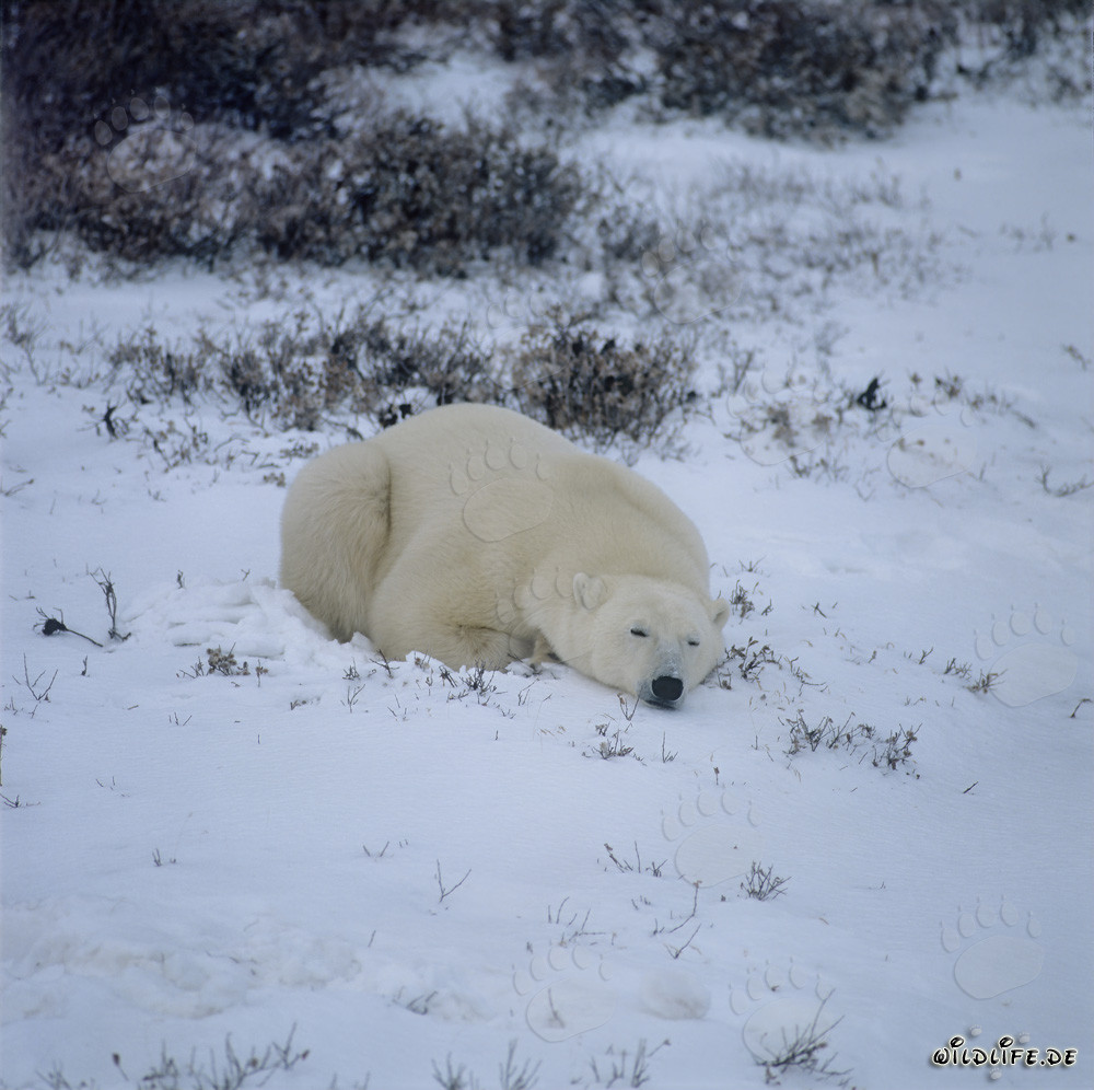Majestätischer Eisbär in der Hudson Bay