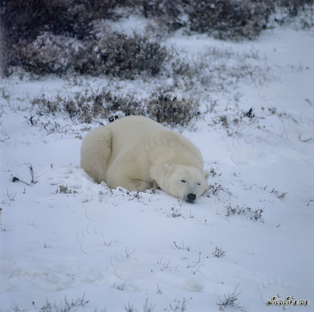 Majestic Polar Bear in the Hudson Bay