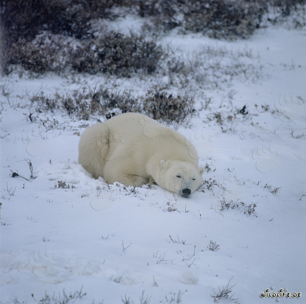 Oso polar majestuoso en la bahía de Hudson