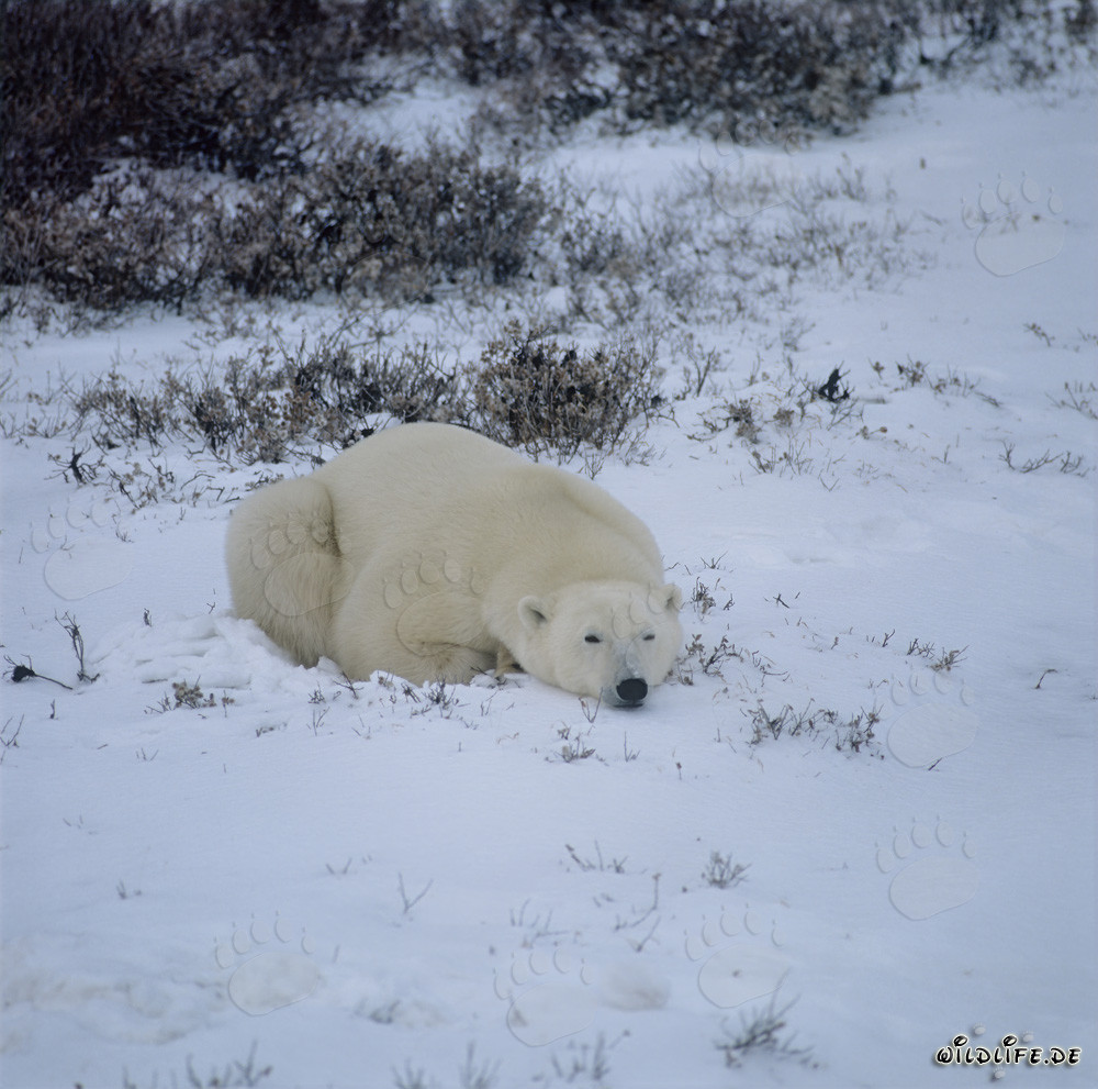 Majestic Polar Bear in the Arctic