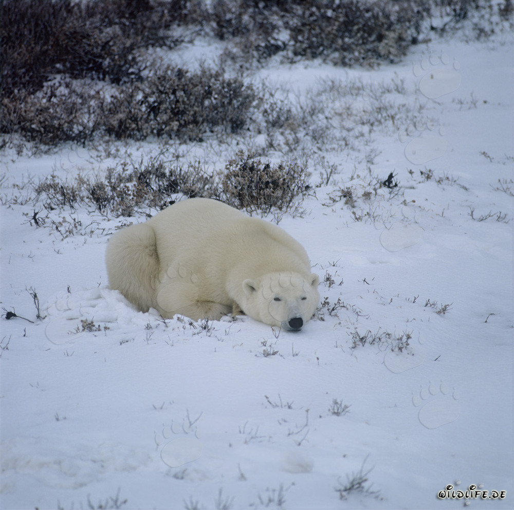 Ours polaire majestueux dans l'Arctique