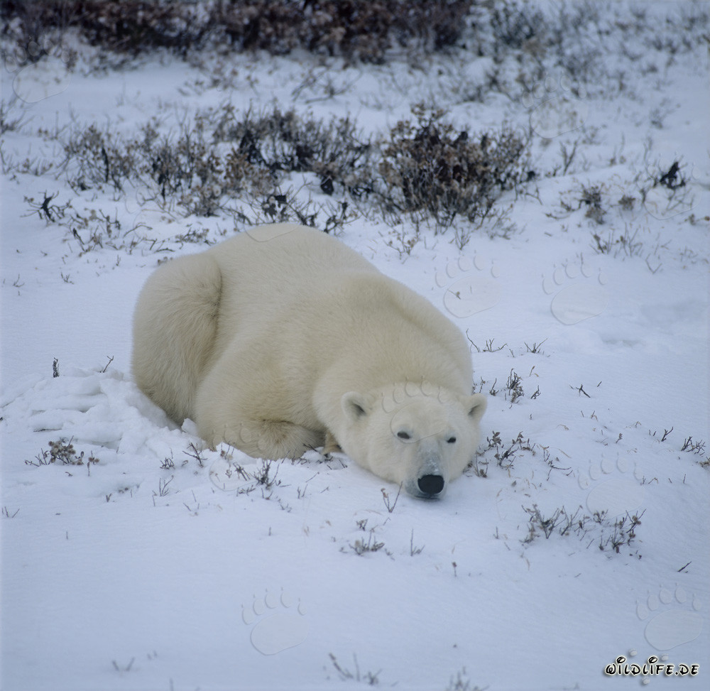 Oso polar majestuoso relajándose en la tundra ártica