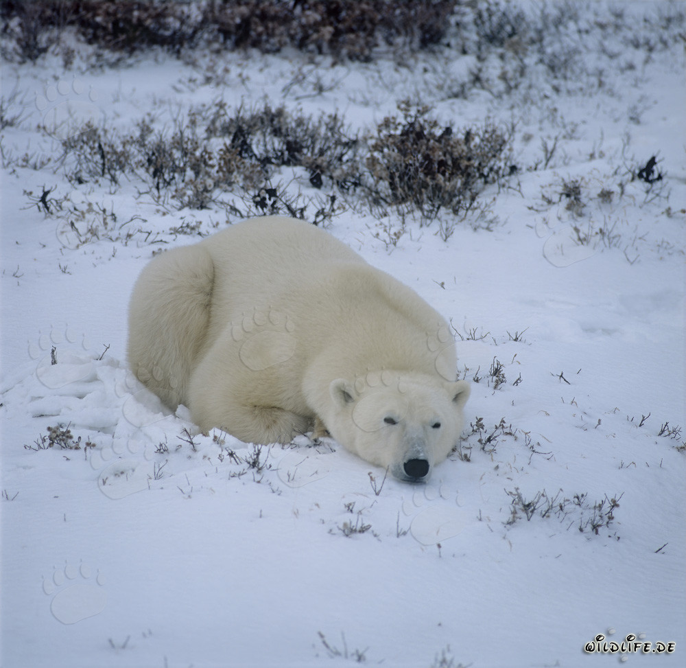 Ours polaire majestueux se relaxant dans la toundra arctique