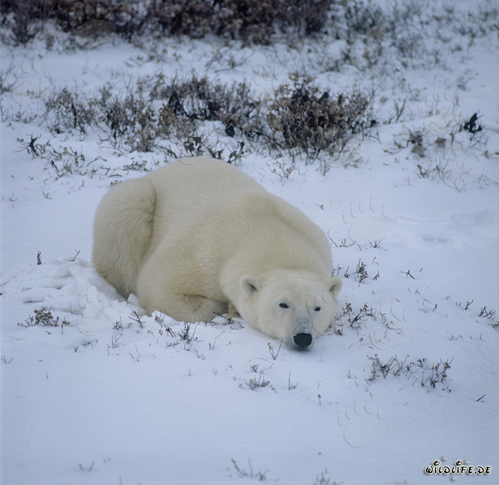 Majestic Polar Bear Relaxing in the Arctic Tundra