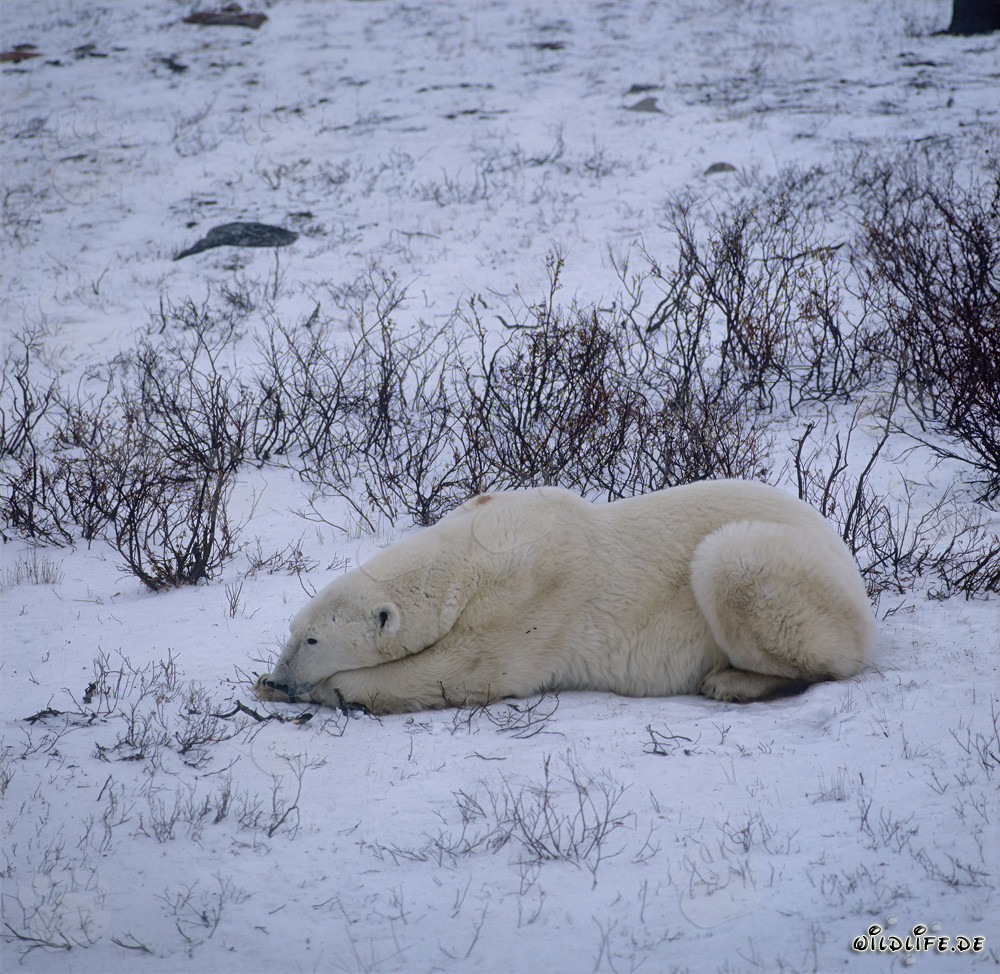 Majestätischer liegender Eisbär in der eisigen Tundra von Kanada