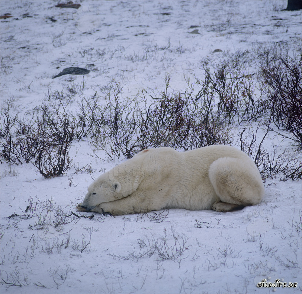 Orso polare maestoso sdraiato nella tundra gelida del Canada