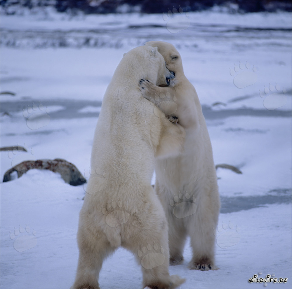 Ours polaires combattants dans la baie d'Hudson en hiver