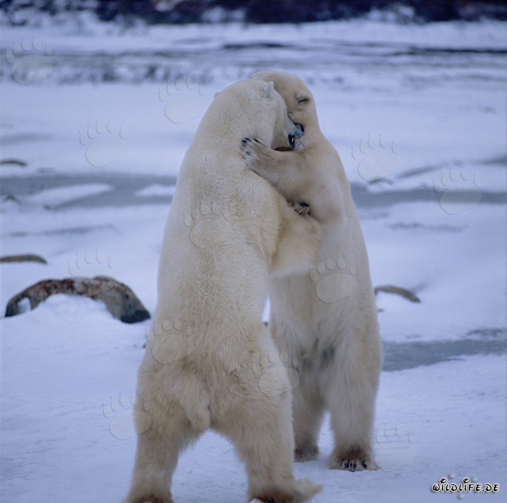 Kämpfende Eisbären in der winterlichen Hudson Bay