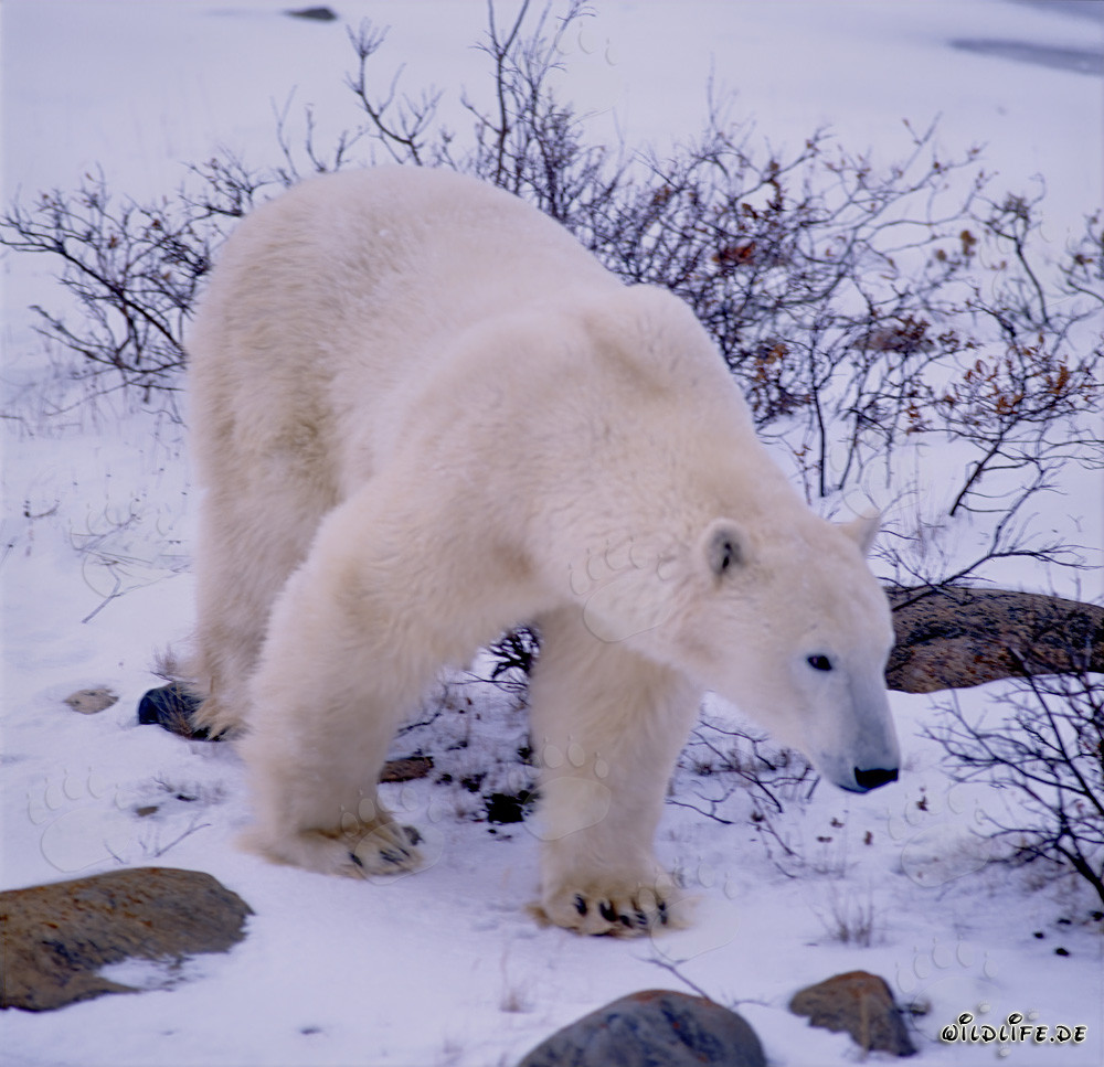 Imponente orso polare nella baia di Hudson